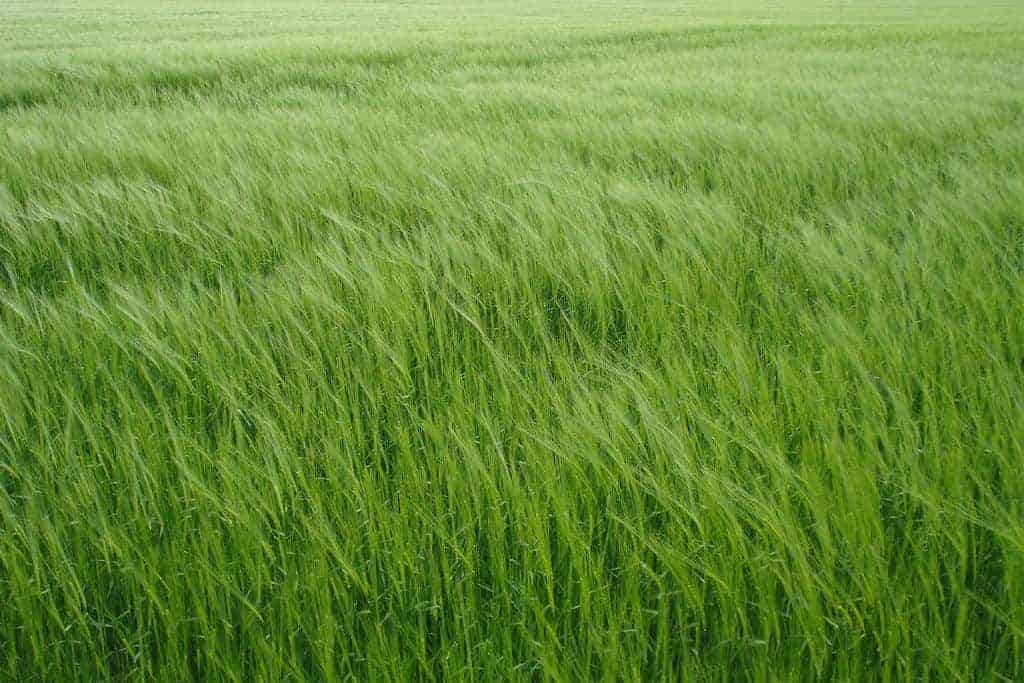 Young green barley for weight loss how to lose excessive kilograms in